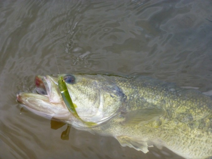 Conçu pour pêcher le black bass en surface, tous les carnassiers seront interessés par ce leurre réaliste imitatif