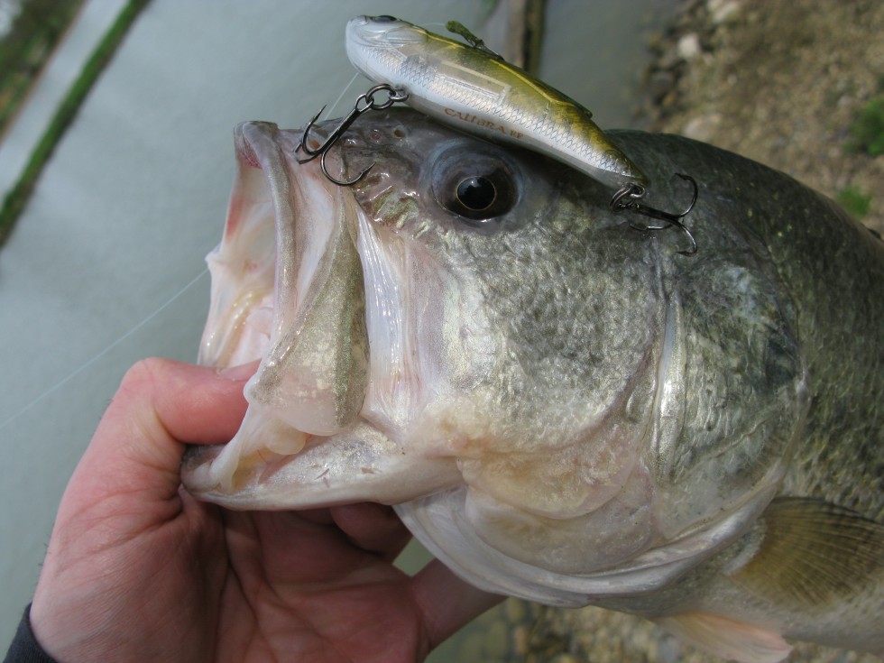 Sélection de leurres Black bass en sortie d’hiver Ultimate Fishing