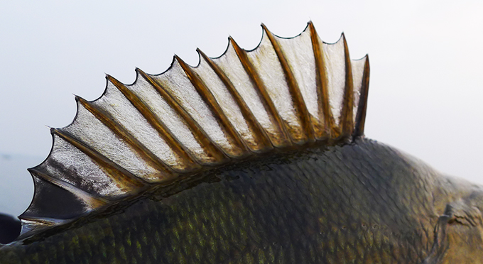 Mon top 10 des leurres pour la pêche des carnassiers en eau douce