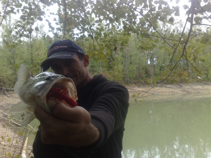 Bass de 40cm - MEGABASS Bottle Shrimp 4 Demon craw + texan Decoy Worm 102