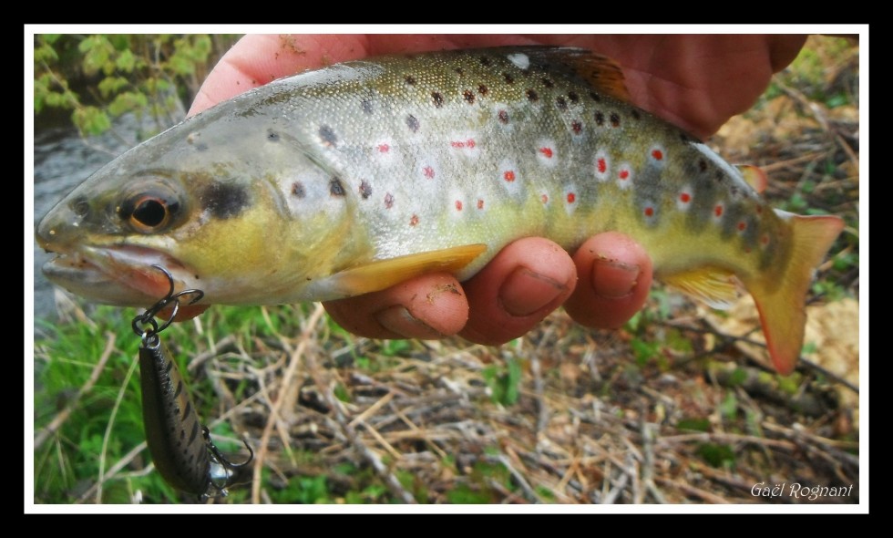 Truite au Rigge Flat 45 S Zip Baits