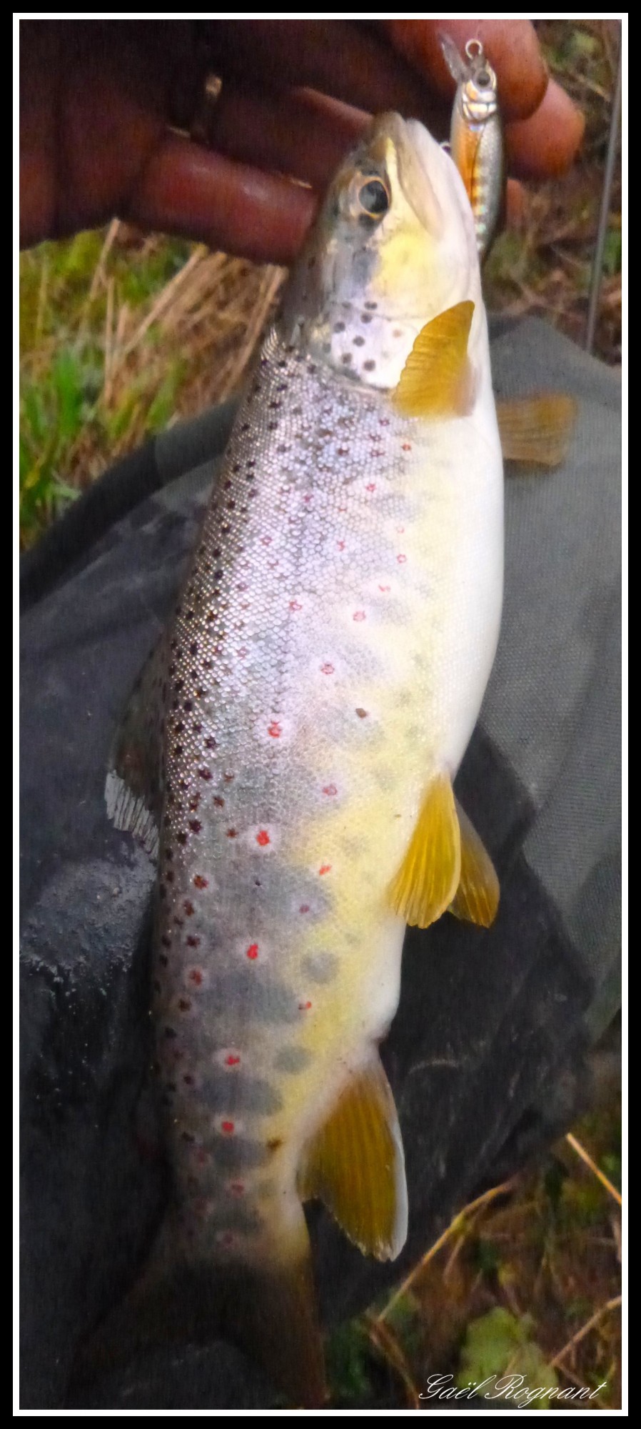 Fario au Buffet S43