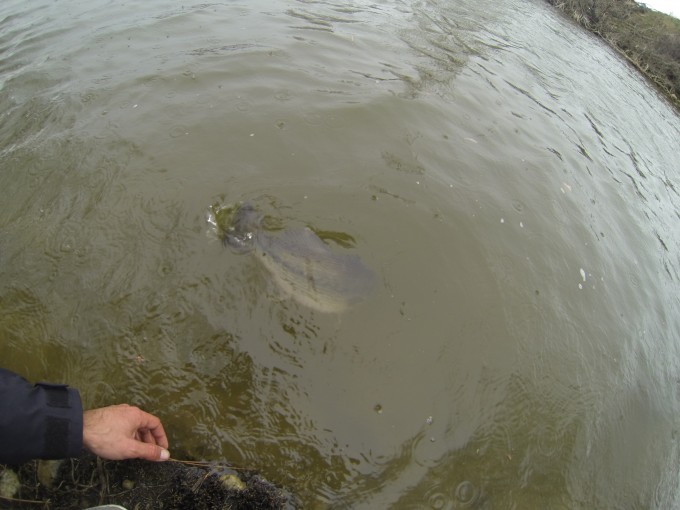 DCIM100GOPRO