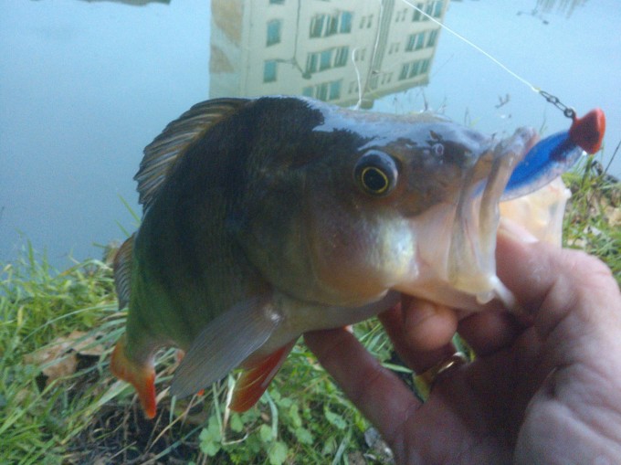 WP_001210