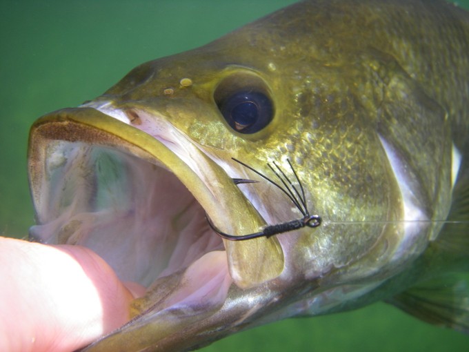 bass_decoy