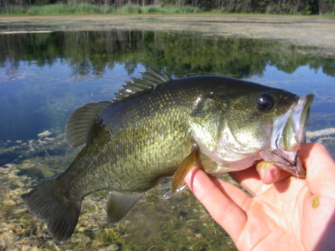 bassdecoy2