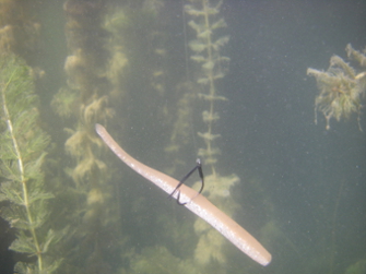 swimmybullet