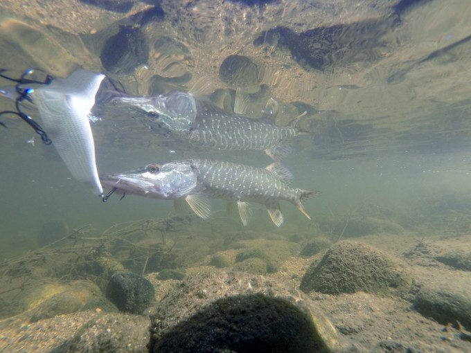 DCIM104GOPRO