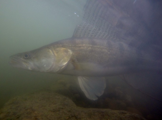 DCIM104GOPRO