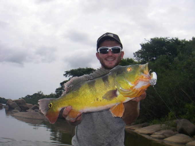peackock1