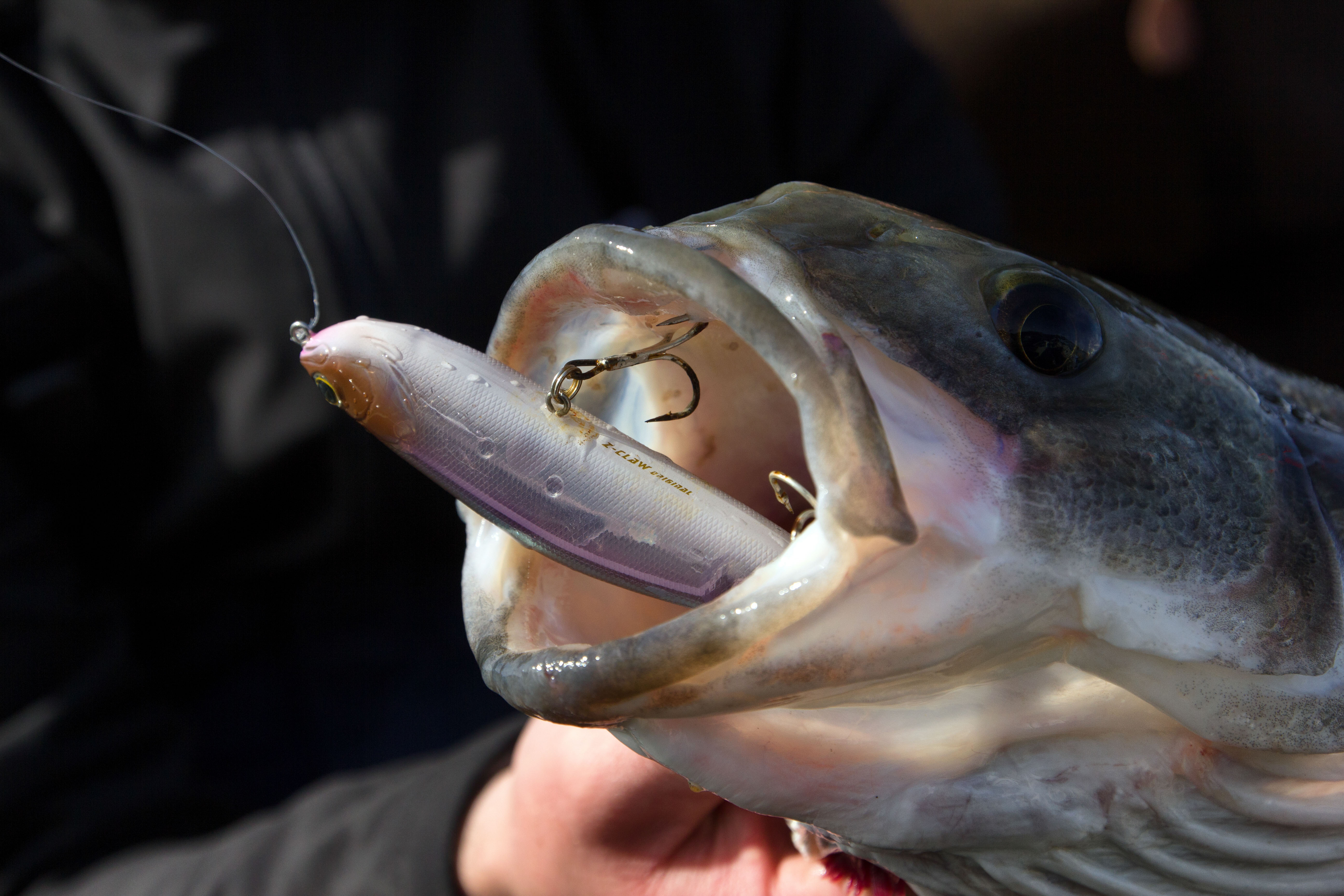 La pêche du bar à la canne - Chasse Marée