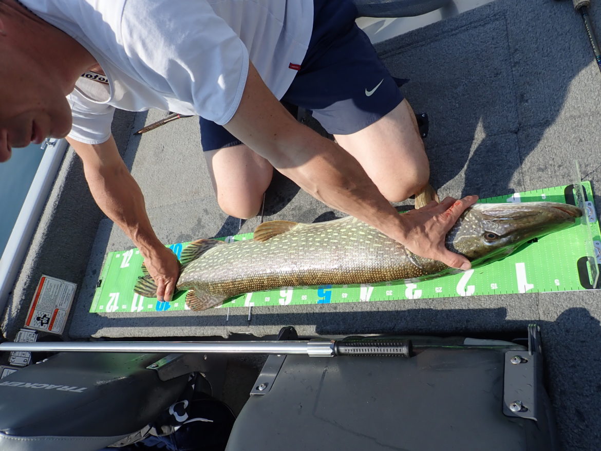 Les grands brochets du Léman ! Ultimate Fishing