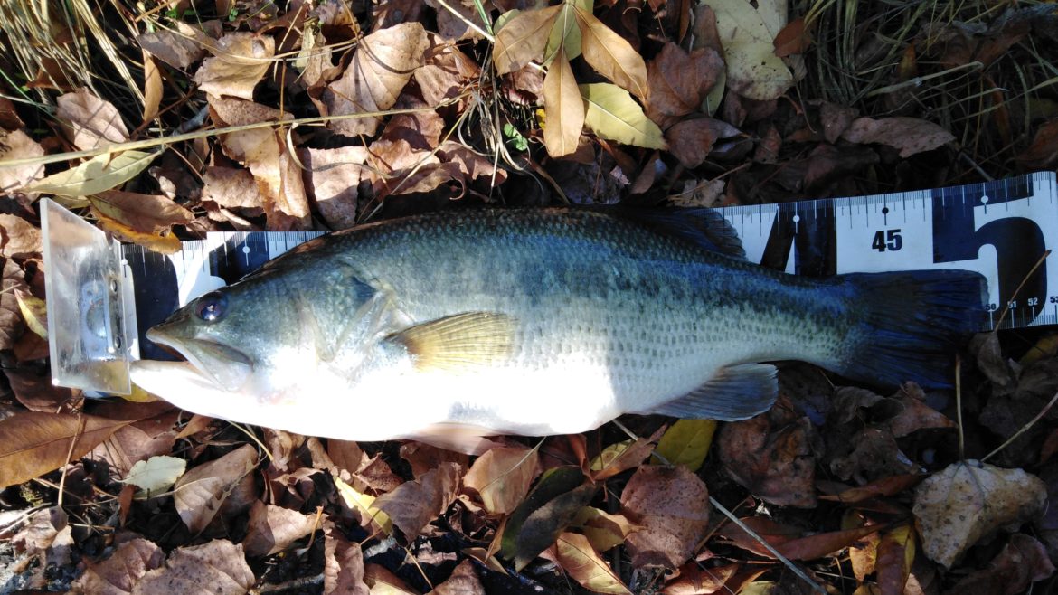 Black Bass d’Automne Ultimate Fishing