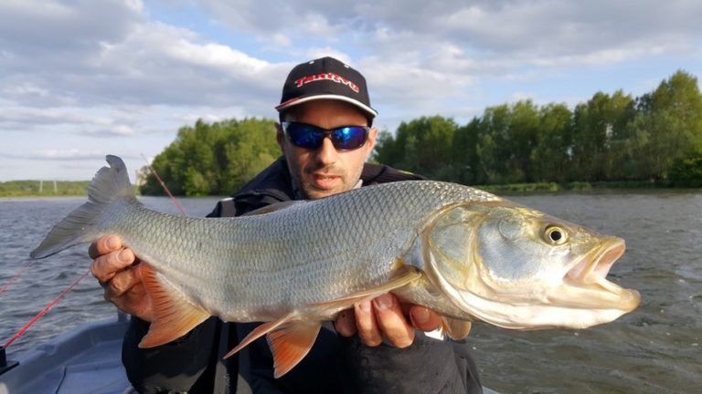 Pêcher l’aspe, faire les bons choix ! | Ultimate Fishing