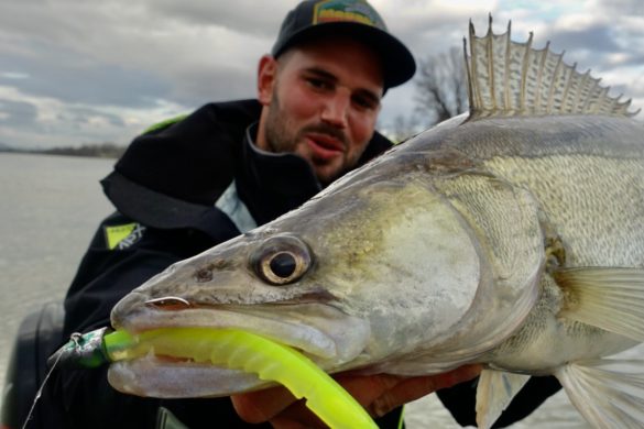 Drôme. Ancône : un sandre de 96 cm pêché dans le Rhône