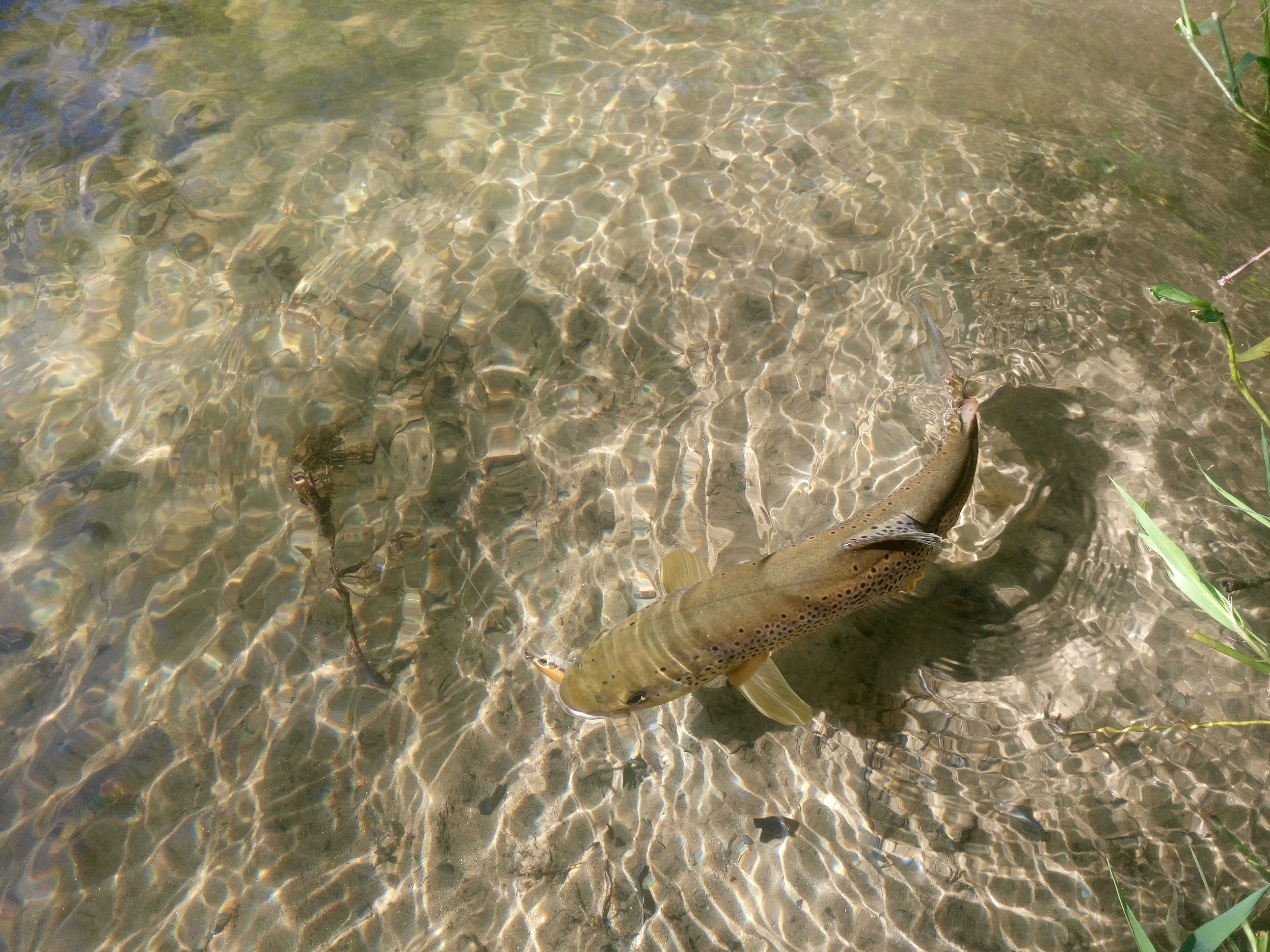 Truite au leurre souple, une technique d'ouverture - Fishare – FISHARE