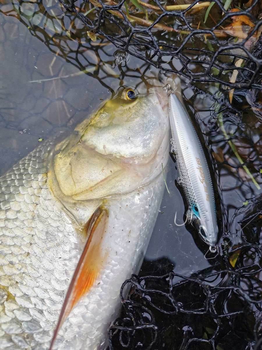 Leurre De Pêche Bayruf Seek 85S - 14,5g - 8,5cm - Action Coulissante Pour Bar - Pêche En Mer
