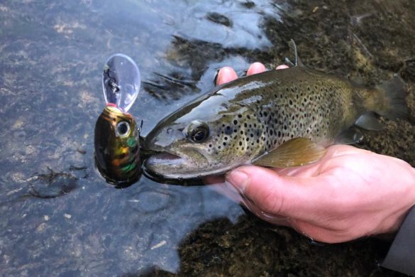 La pêche de la truite au leurre en réservoir, une bonne option durant la  fermeture ! - DPSG