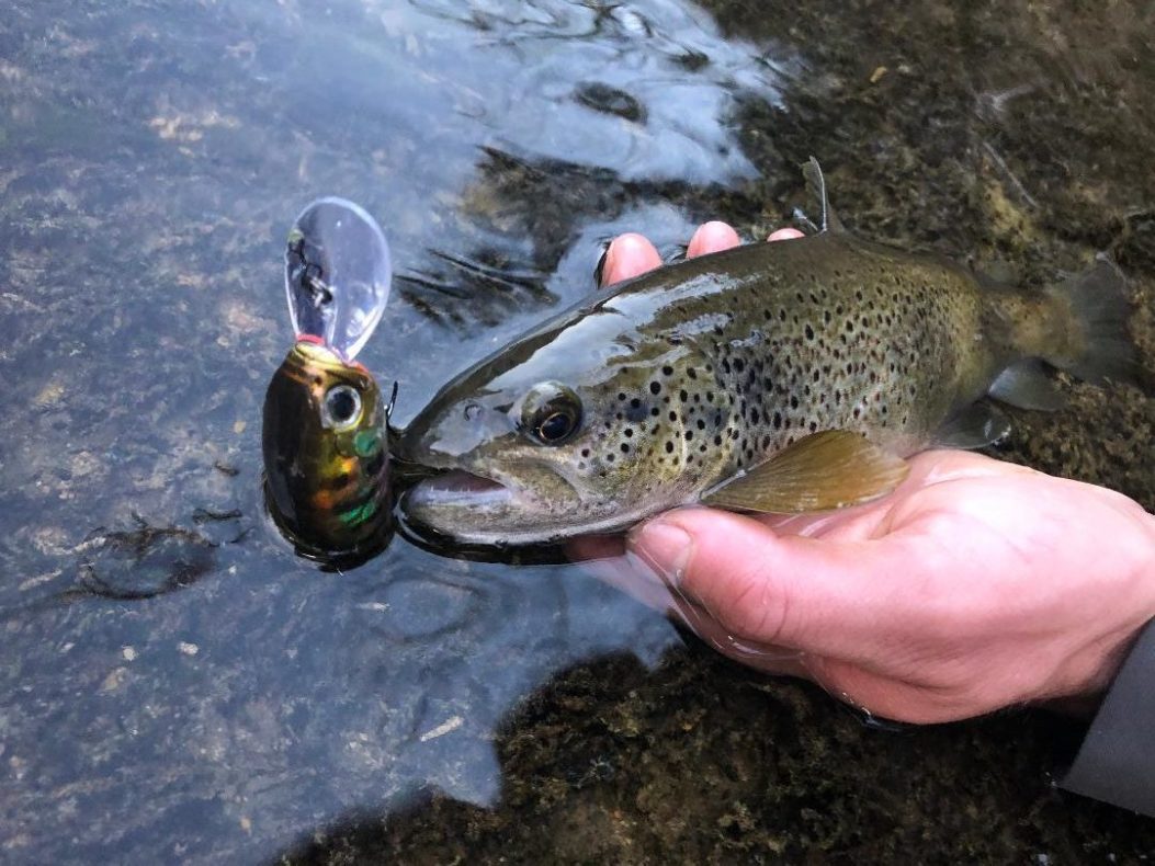 La pêche de la truite aux leurres durs, une technique qui fonctionne