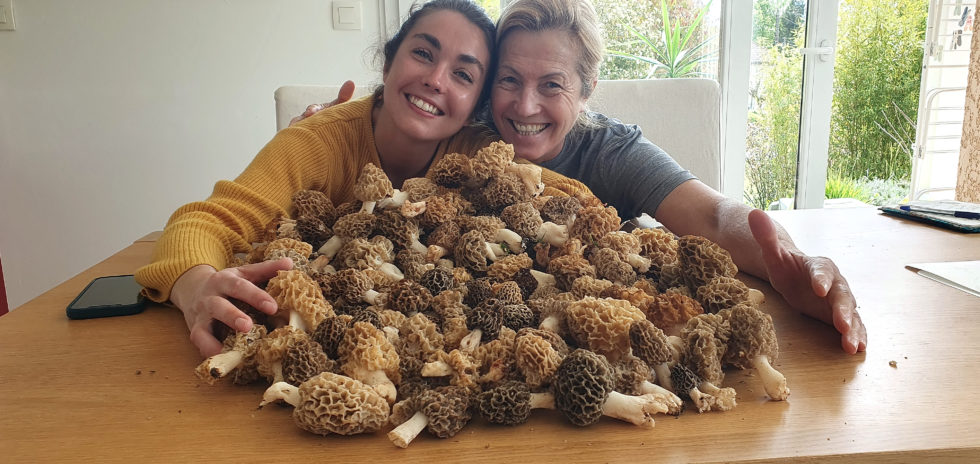 morilles