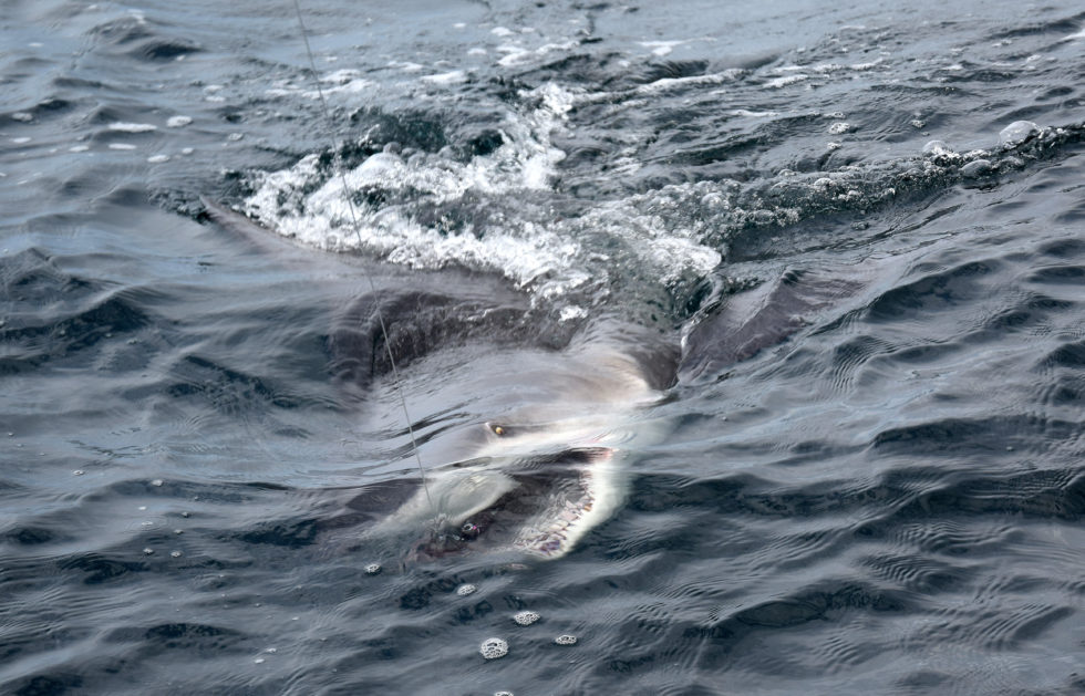 requin