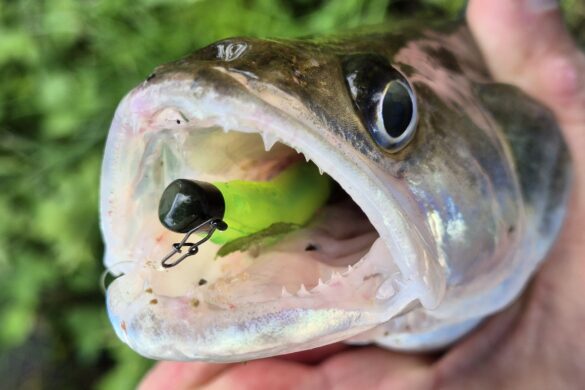 Ulti Ned Worm psychedelic chart, mon préféré pour les sandres !