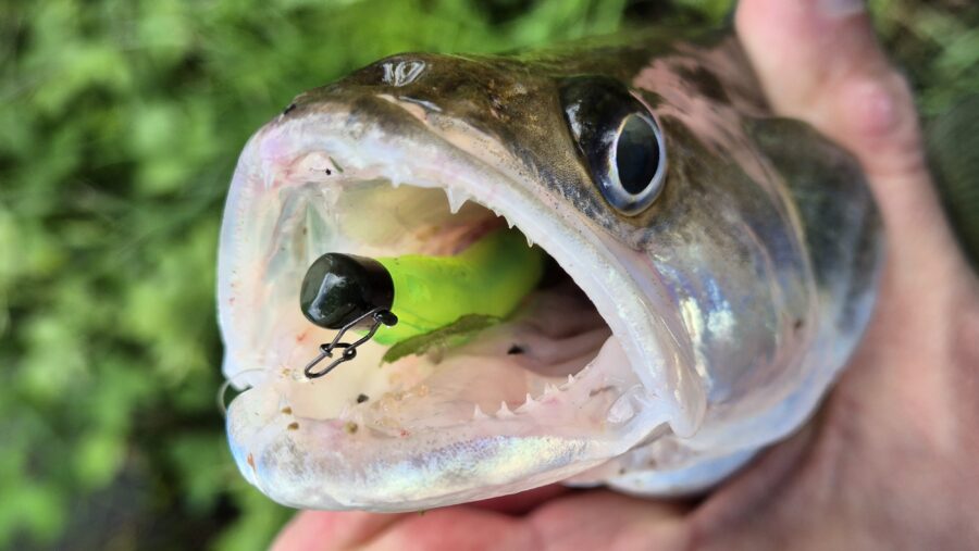 Ulti Ned Worm psychedelic chart, mon préféré pour les sandres !