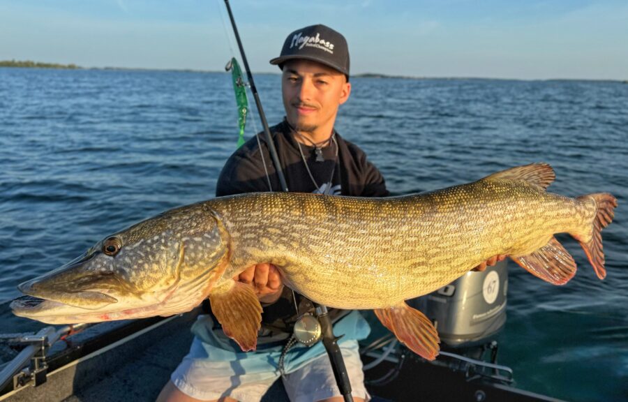 C'est incroyable de pouvoir valider la canne avec un poisson aussi exceptionnel!